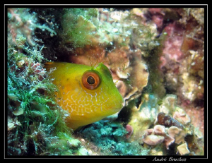 "cou-cou"
Blennie shootée aux iles Medes. by André Bruchez 